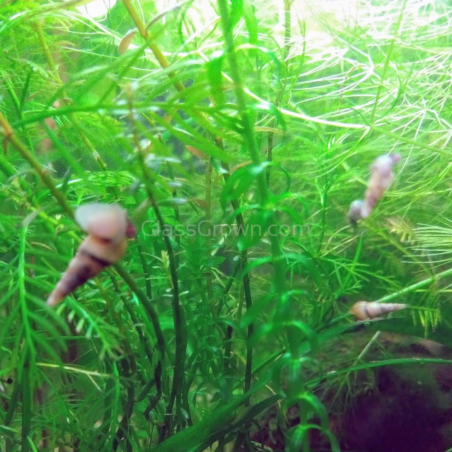 Malaysian Trumpet 10+ Snails