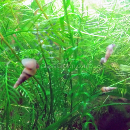 Malaysian Trumpet 10+ Snails