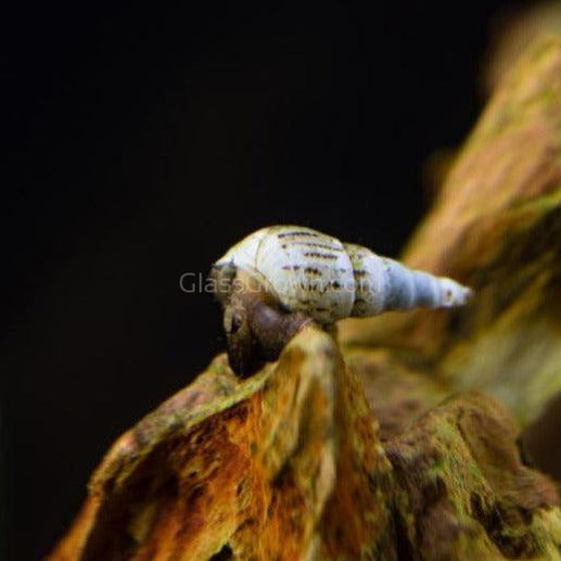 Malaysian Trumpet 10+ Snails