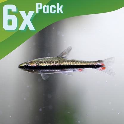 Golden Pencilfish 6 Pack