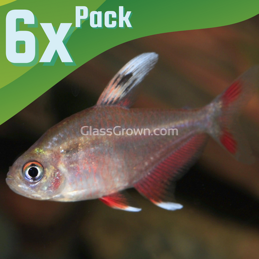 White Fin Pink Jewel Tetras 6 Pack