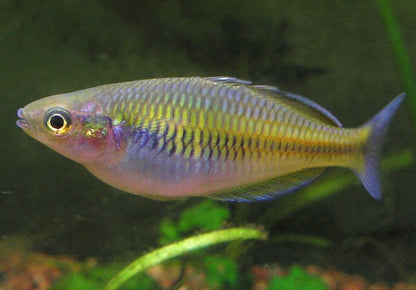 Boesemani rainbowfish