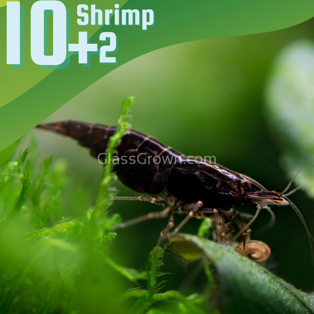 Black Onyx Dwarf Shrimp 10+ Pack