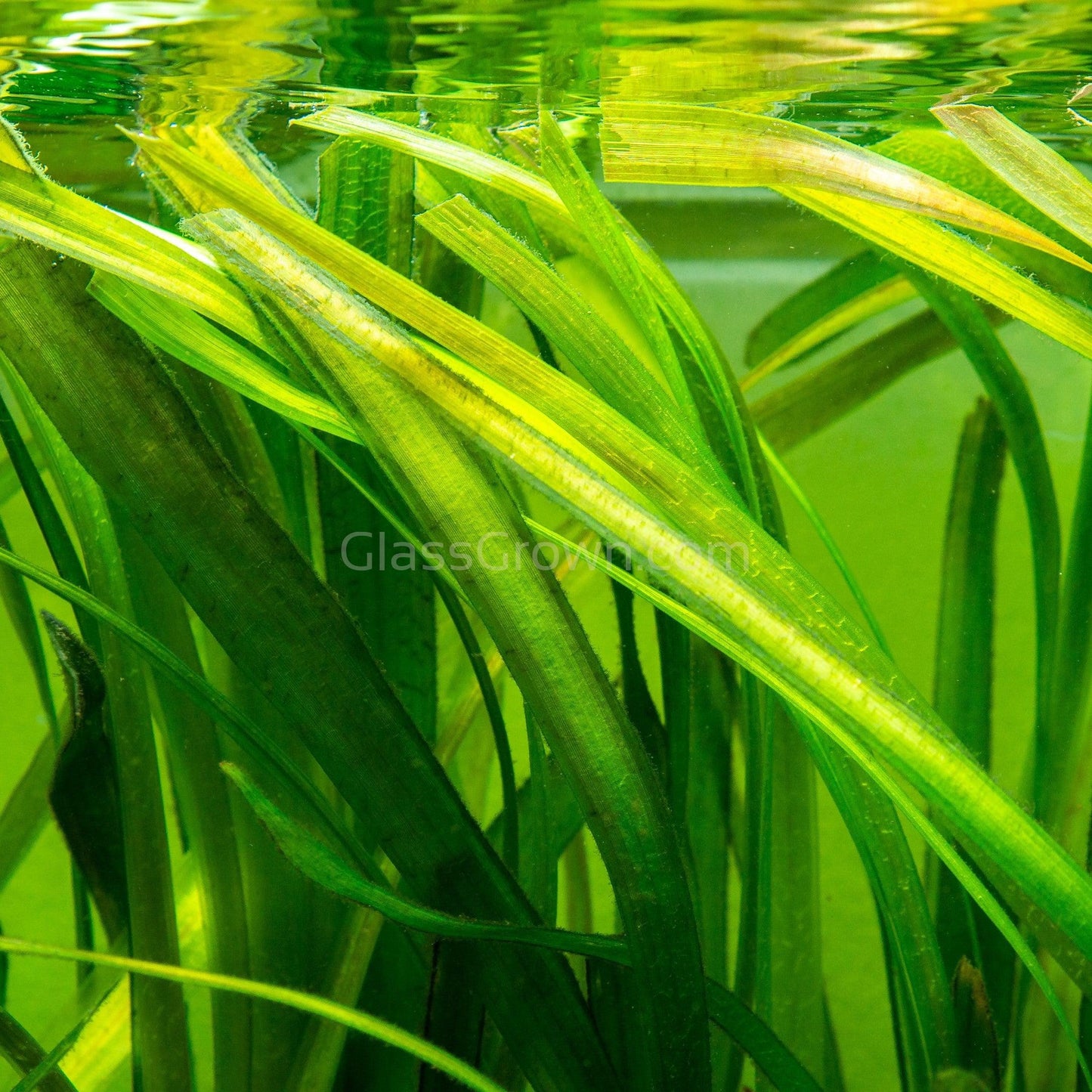 Jungle Vallisneria 3 Pack