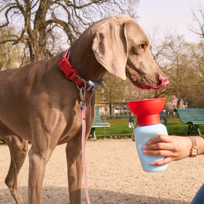 20oz Flip Dog Travel Water Bottle