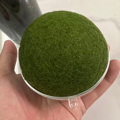 Sample Marimo Moss Balls For Aquarium Multiple Size - Kokedama Japanese Algae Ball