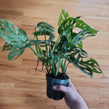 Swiss Cheese Vine Rooted Stems or Pots