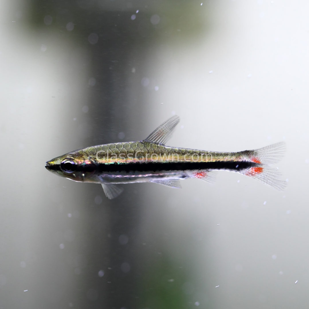 Golden Pencilfish 6 Pack