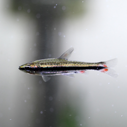 Golden Pencilfish 6 Pack