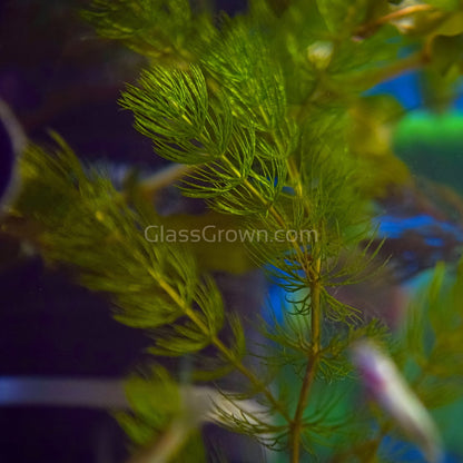 Bunch Hornwort