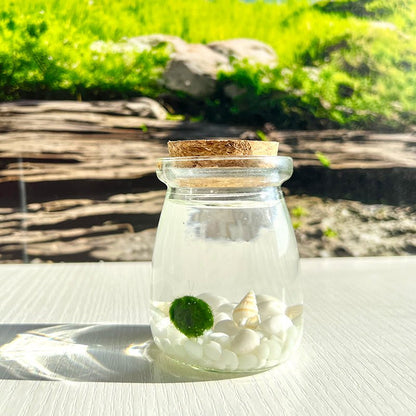 Live Moss Balls Mini Aquarium Jar