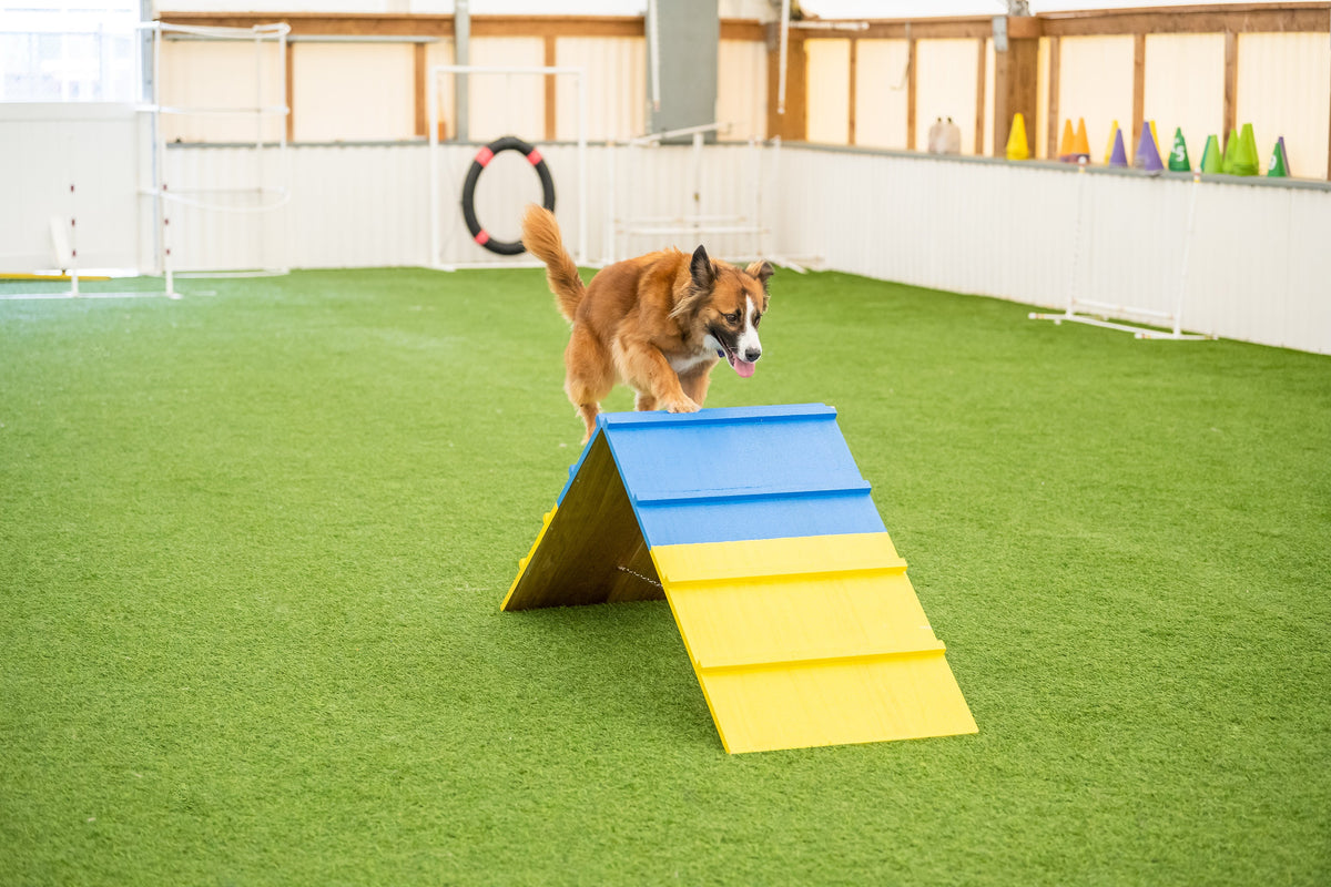 Better Sporting Dogs Dog Agility A-Frame – Arrives Fully Assembled