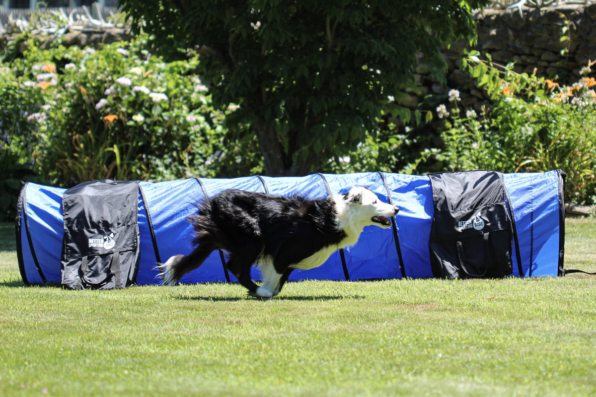 Better Sporting Dogs 5 Piece Dog Agility Equipment Set –  with Jumps, Tunnel, Pause Box & Weave Poles