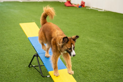 Better Sporting Dogs Practice See Saw – Fully Assembled Practice Teeter for Dog Agility Training