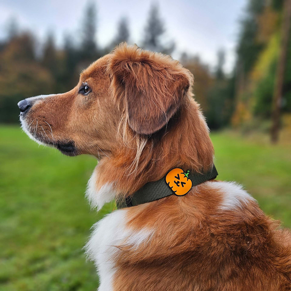 Pumpkin Jiby Dog Charm