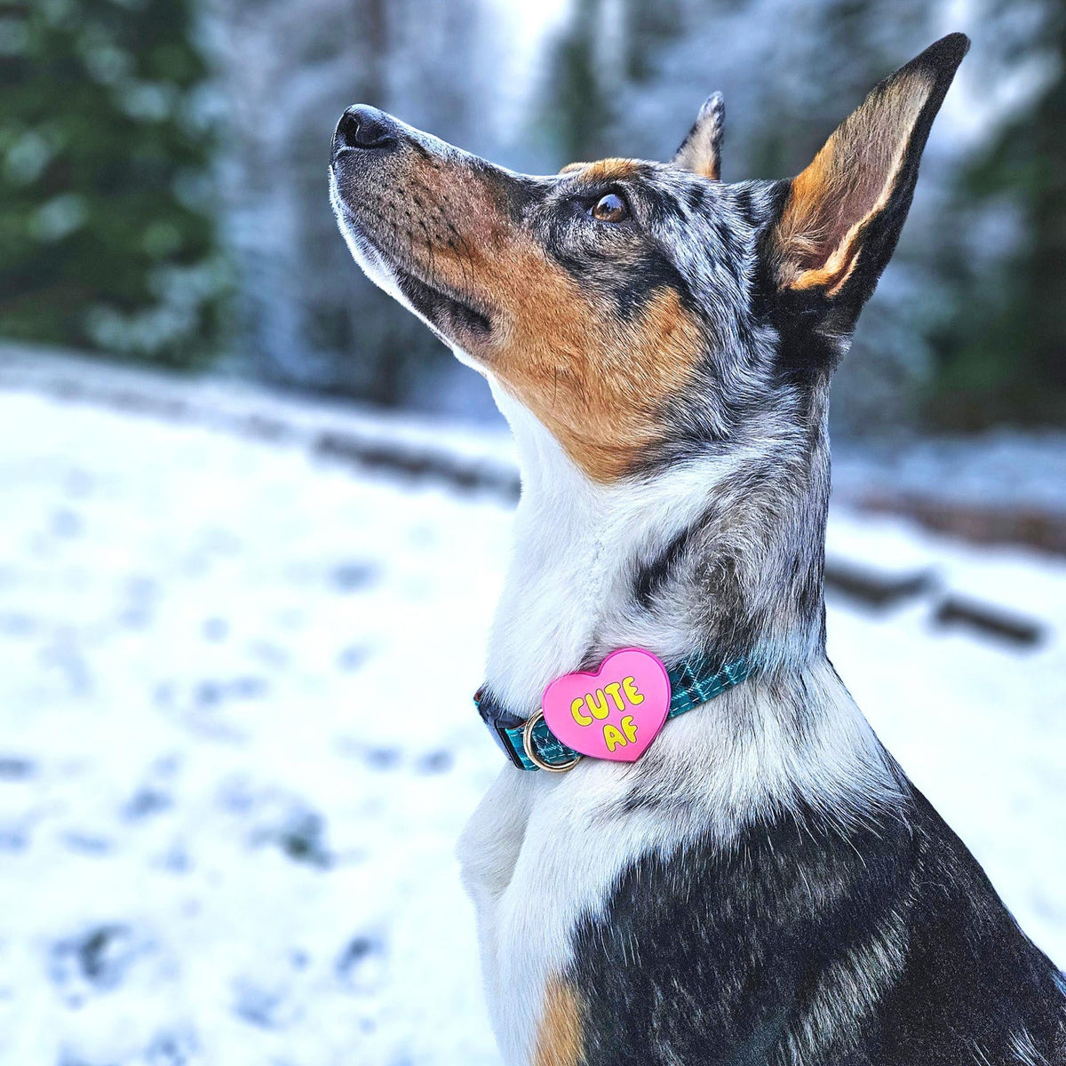 Cute AF Blue Jiby Dog Charm