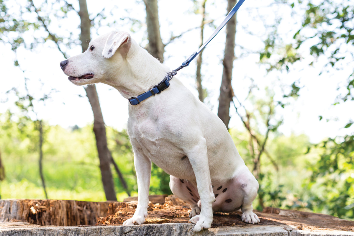 Waterproof Super Soft PVC Dog Leash
