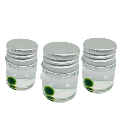 Super Mini Baby Marimo Moss Ball Kit Mini Moss Ball