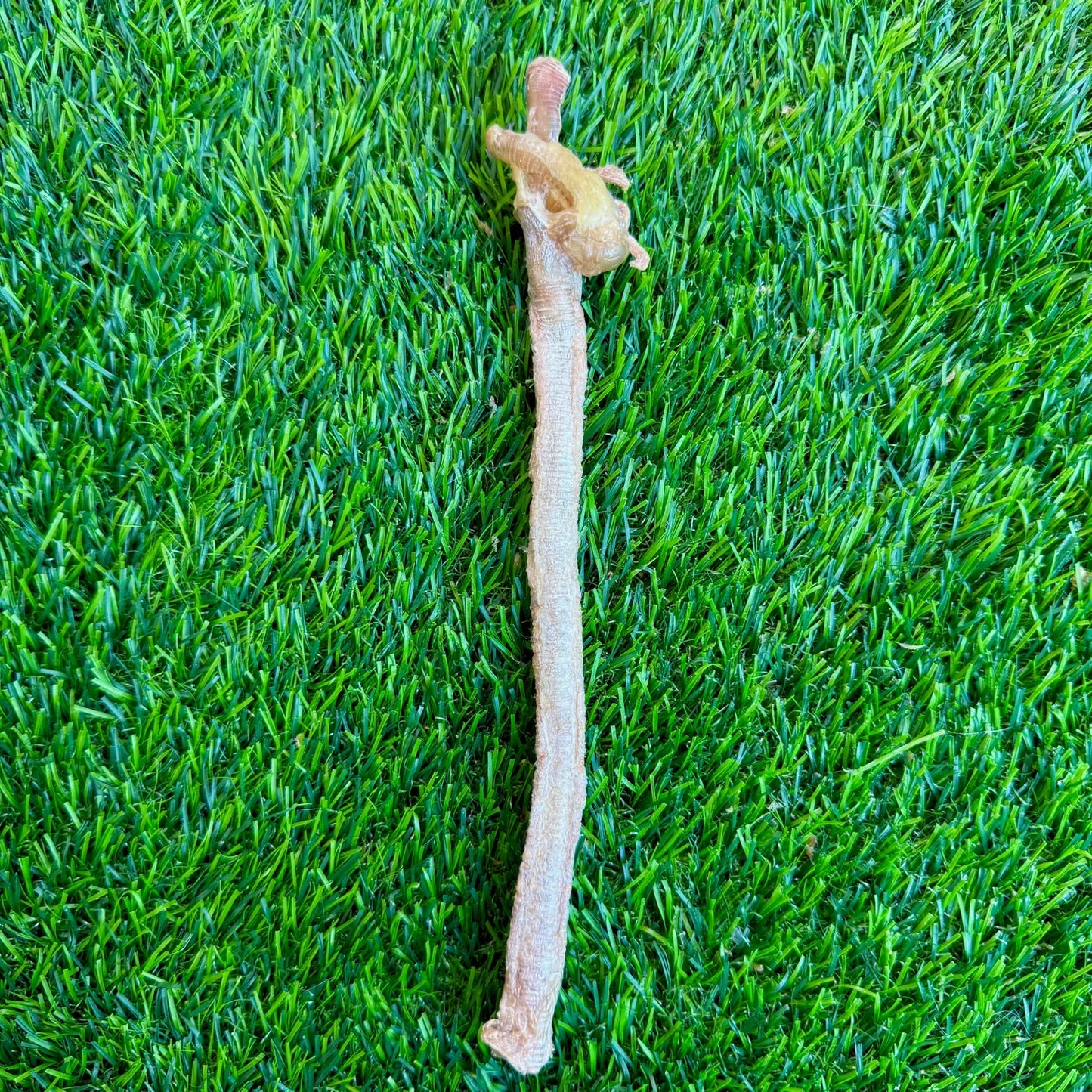 Freeze-Dried Duck Trachea - 1 Count