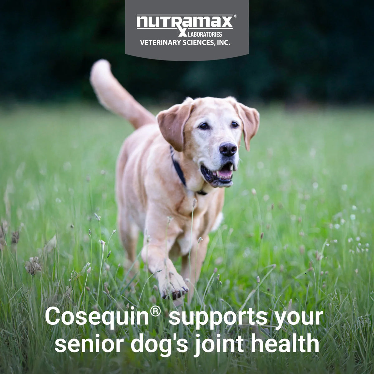 Cosequin Senior Joint Health Soft Chews for Dogs 60ct Max Strength
