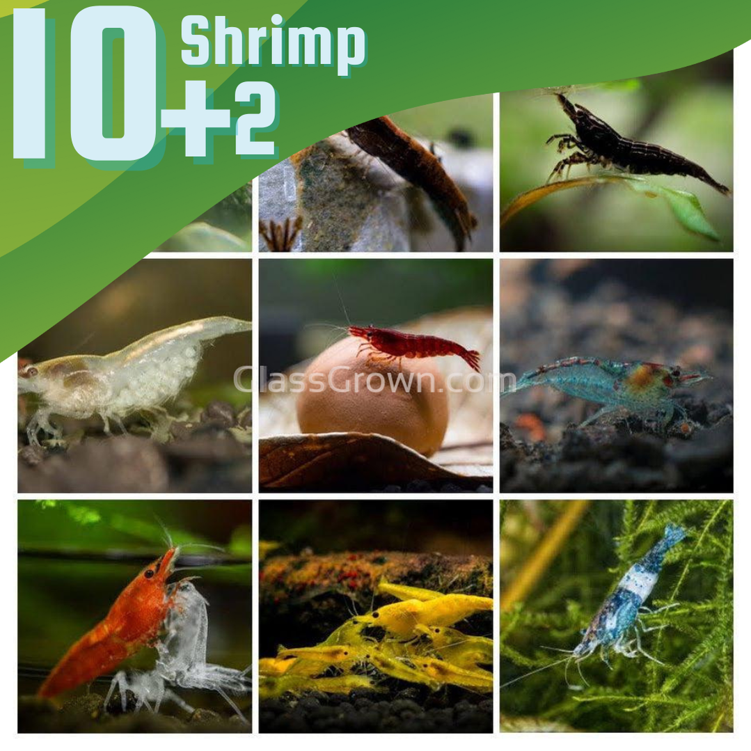 Skittles Dwarf Shrimp 10+ Pack