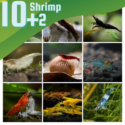 Skittles Dwarf Shrimp 10+ Pack
