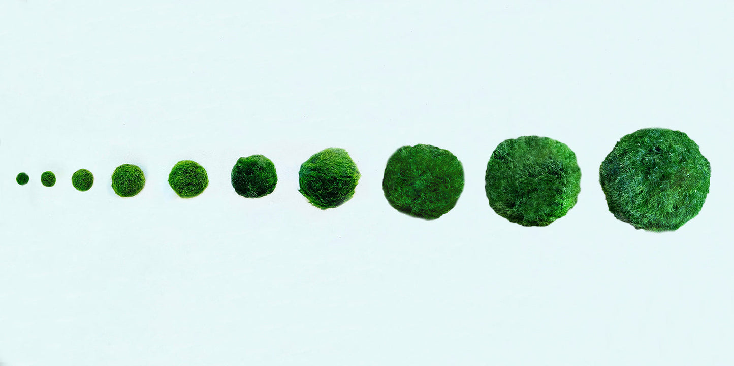 Marimo Moss Balls For Aquarium 3 Month 0.5-0.8cm Marimo Moss Balls: 5/10/20/50PCS Kokedama Japanese Algae Ball Wholesale