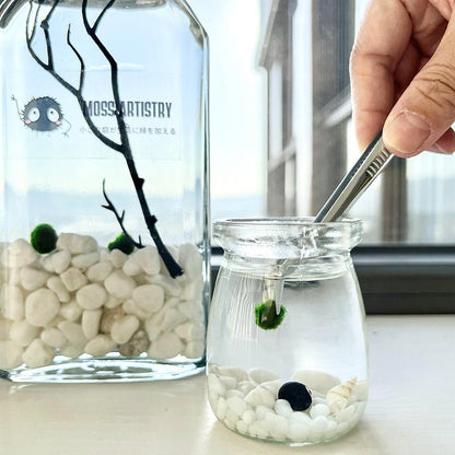 Live Moss Balls Mini Aquarium Jar