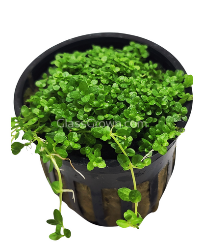 Dwarf Baby Tears (Hemianthus Callitrichoides)
