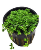 Dwarf Baby Tears (Hemianthus Callitrichoides)