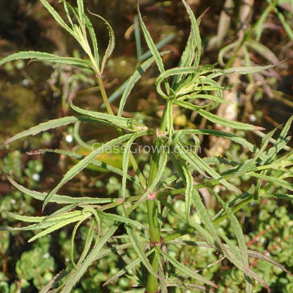 Pogostemon Stellatus 'Octopus'