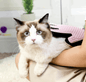 Double-Sided Pet Grooming Glove for Dogs & Cats