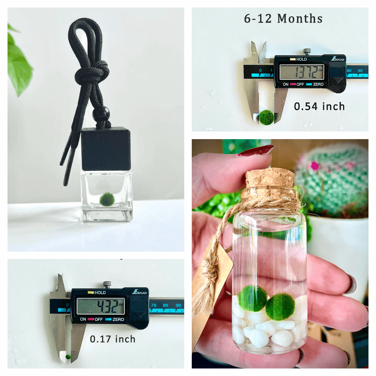Live Moss Balls Mini Baby 0.3-0.5cm 5/10/20/50PCS Marimo Moss Balls Aqua Plant Pet Petco