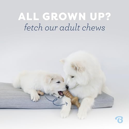 Benebone Puppy Fishbone Dog Chew Toys, Softer