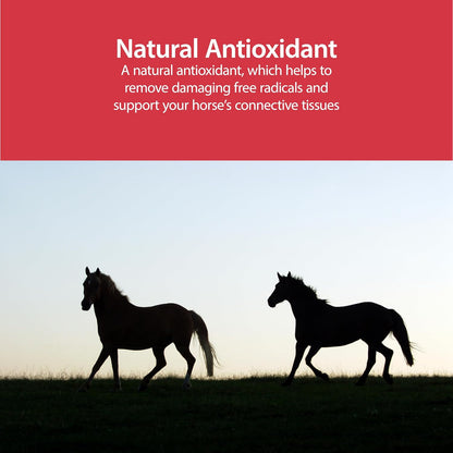 AniMed Pure MSM Horse Joint Supplement Horse Care Support USA Made 5lb.