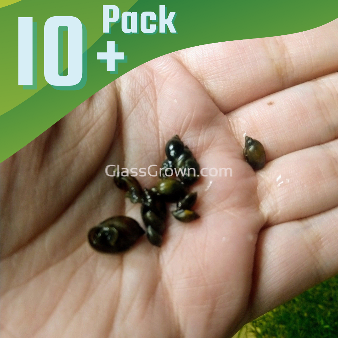 Bladder Snails 10+ Pack