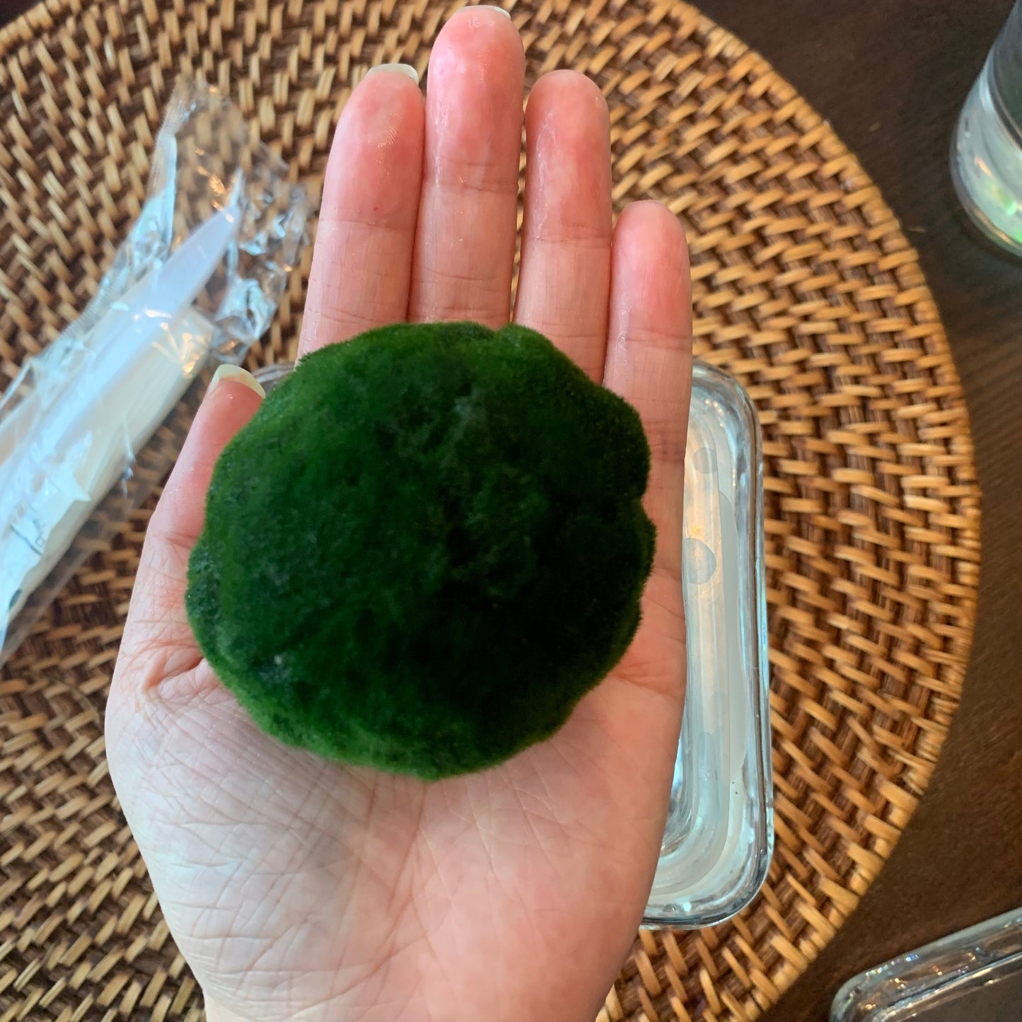 Large Algae Moss Balls Huge About 2.5-3 Inches