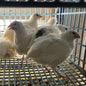 Jumbo Hatching Eggs Mixed Colors Hens Choice