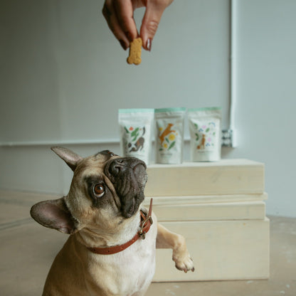 Wellness Bundle | Complete Dog Treat Collection | 3 Superfood Formulas