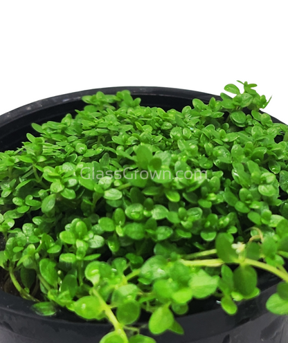 Dwarf Baby Tears (Hemianthus Callitrichoides)