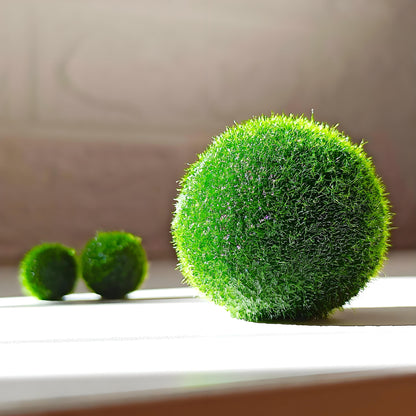 Sample Marimo Moss Balls For Aquarium Multiple Size - Kokedama Japanese Algae Ball