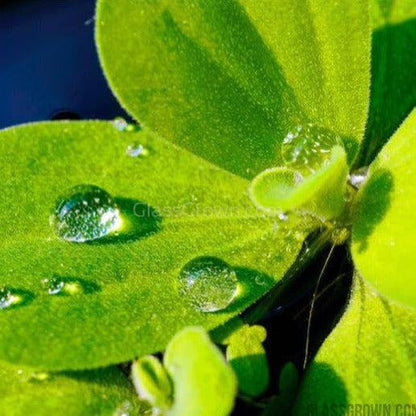 Dwarf Water Lettuce 4 oz portion