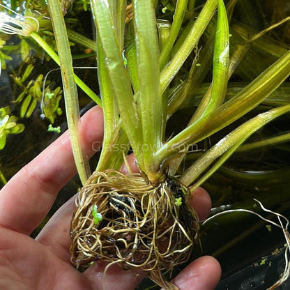 Red Jungle Vallisneria 3 Nodes