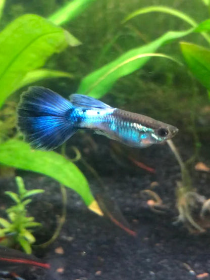 Blue Diamond guppy