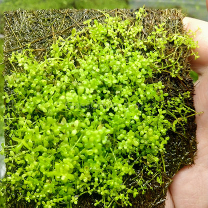 Dwarf Baby Tears (Hemianthus Callitrichoides)