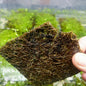 Dwarf Baby Tears (Hemianthus Callitrichoides)