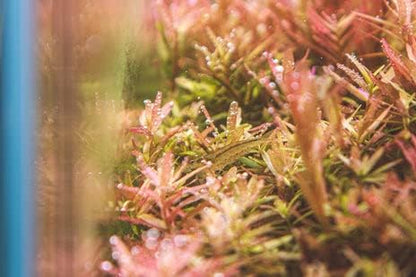 Live Aquarium Stem Plants - Freshwater Aquatic Plant for Fish Tanks, Aquascaping - (Rotala Indica, 4 Bunches)