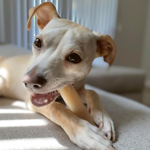 Nylabone Power Chew Original Bone Dog Chew Toy, Original Flavor