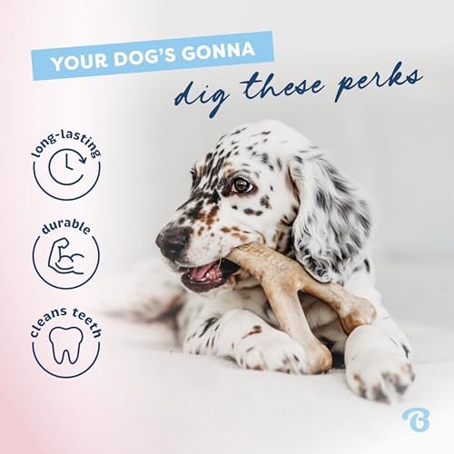Benebone Puppy 4-Pack Dog Chew Toys
