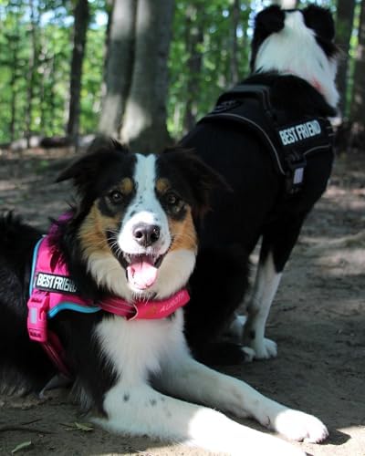 AUROTH Dog Harness and Leash Set